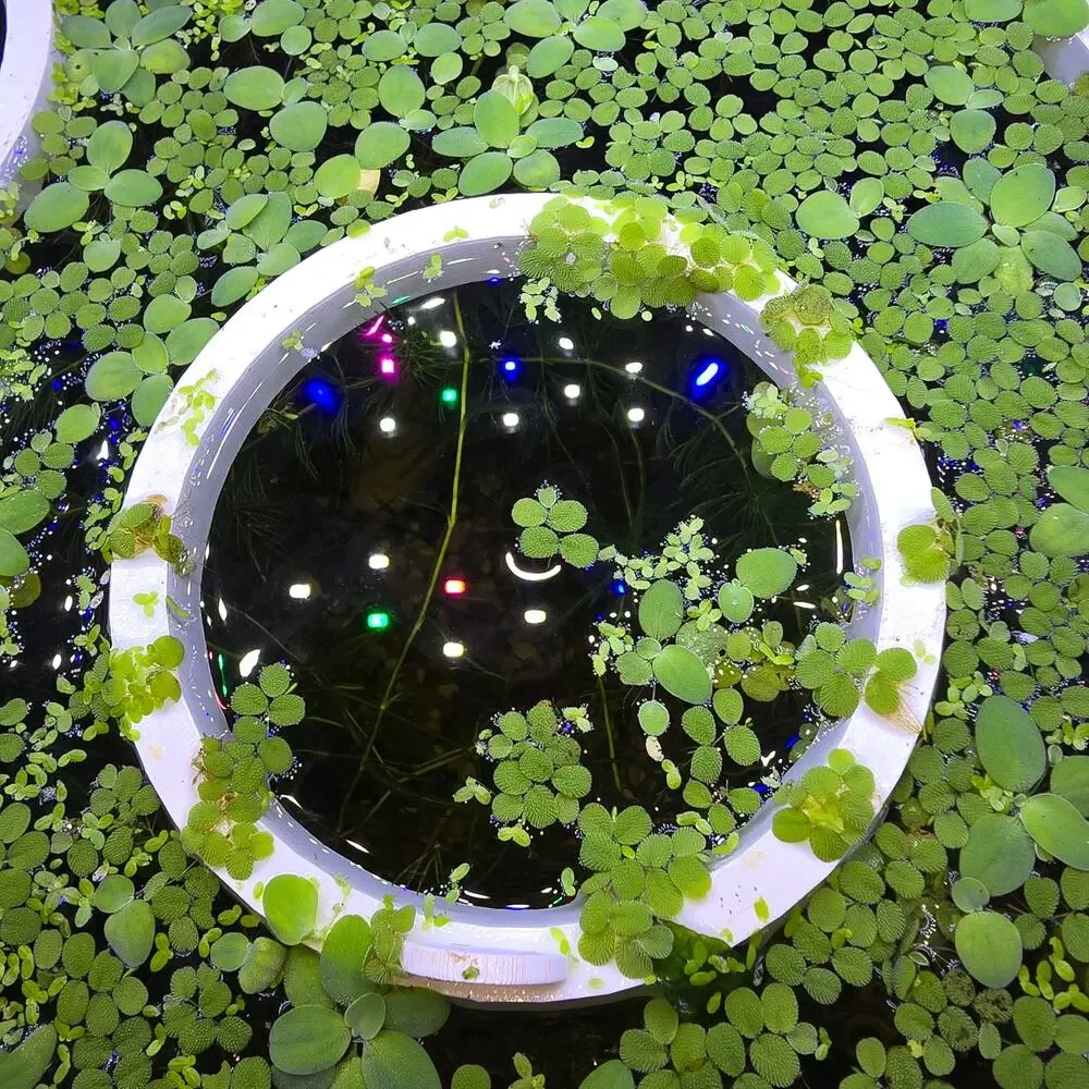 Aquarium Floating Fish Food Feeder Ring | Plant Corral for Plants & Light Access